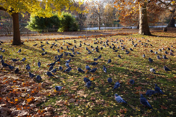 Flock of pigeons sunbathing on the ground of a park in London in morning with withered trees and clear blue sky background. No people.