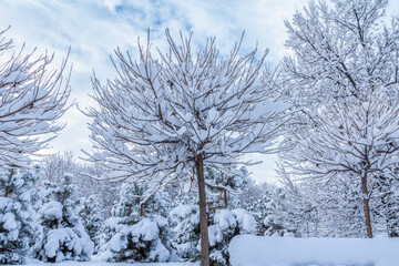 Trees covered with snow on sunny day