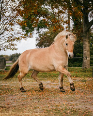 Obraz na płótnie Canvas Fjord horse gelding showing his moves in freedom in autumn 