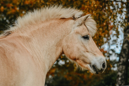 Head of a Fjord Horse gelding in freedom with red colours of autumn in background 