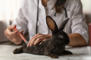veterinarian doctor doing vaccination, curing illness at small black rabbit on table in office, clinic. veterinary examination of pet. checkup domestic animal. vet medicine concept. health care pet