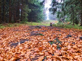 autumn nature in a czech countryside landscape and forest