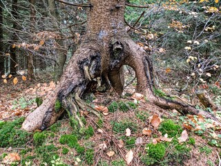 autumn nature in a czech countryside landscape and forest