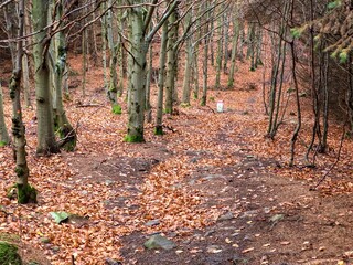 autumn nature in a czech countryside landscape and forest