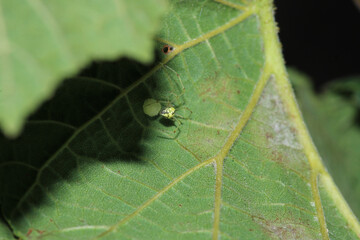 Natural Linyphia Triangularis Spider Macro Photo