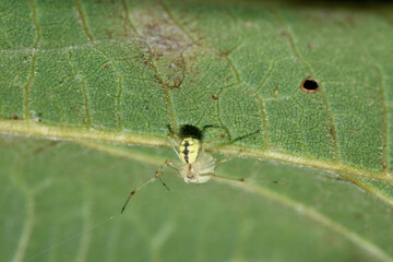 Natural Linyphia Triangularis Spider Macro Photo