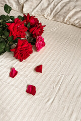 A bouquet of scarlet roses and petals lie on the light satin bed linen, a minimalist greeting card with a good morning with a copy place