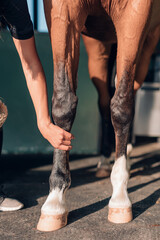 horse care stables - jockey's hand preparing the horse paws - vertical photo