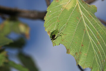 Halyomorpha Halys insect macro photo