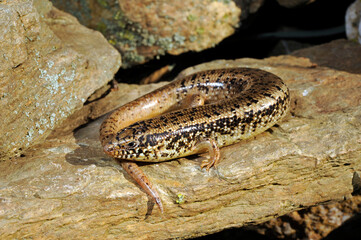 Ocellated skink // Gefleckter Walzenskink (Chalcides ocellatus tiligugu) - Sardinia, Italy