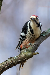 White-backed Woodpecker