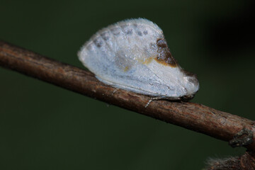 natural ricania insect macro photo
