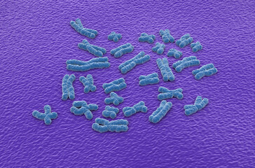 Human chromosomes (23 + X, Y) structures made of protein and a single molecule of DNA - isometric view 3d illustration