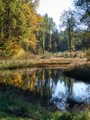 Fototapeta premium autumn nature in a czech countryside landscape and forest