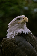 Portrait of an American Bald Eagle