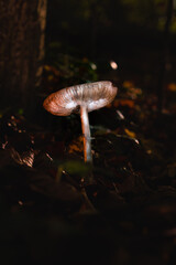 Leuchtender Pilz im Herbstwald, Fungi in the Woods, Fall Mushrooms