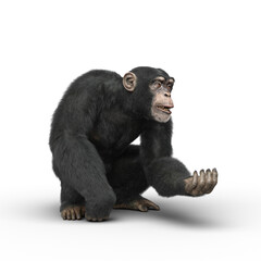 Naklejka premium Chimpanzee crouching and holding out a hand.