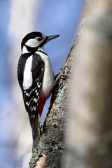 great spotted woodpecker