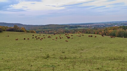 autumn nature in a czech countryside landscape and forest