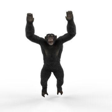 Chimpanzee With Hands Up In Swinging Pose.