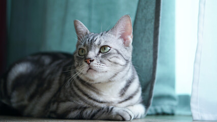 American Shorthair cat Sit back and look at the door There is a curtain on the wooden floor