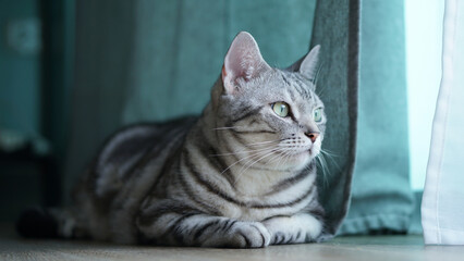 American Shorthair cat Sit and stare at the door there's a curtain
