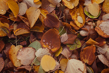 Golden brown autumn background from fallen leaves in dodge drops