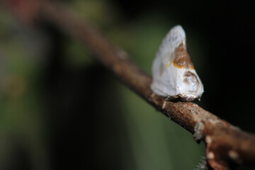 natural ricania insect macro photo