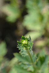 Variegated monkshood