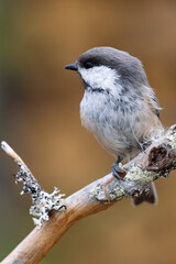 Siberian tit