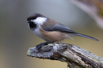 Obraz premium Siberian tit