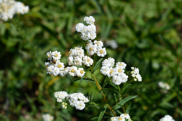 Sneezewort yarrow