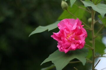 Confederate rose change to magenta in afternoon