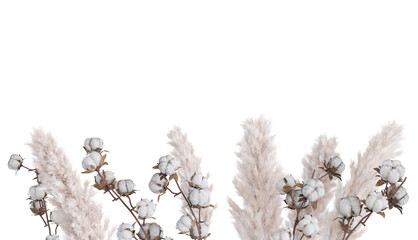 Pampas grass and cotton plant on transparent background. Lower frame, border. Cut out graphic...