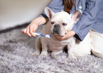 woman brushing her french bulldog's teeth with a toothbrush