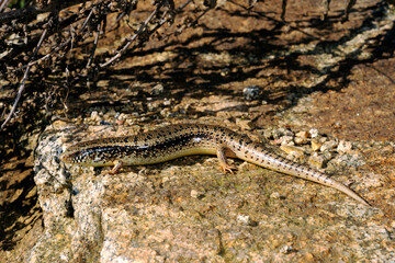 Ocellated skink // Gefleckter Walzenskink (Chalcides ocellatus tiligugu) - Sardinia, Italy