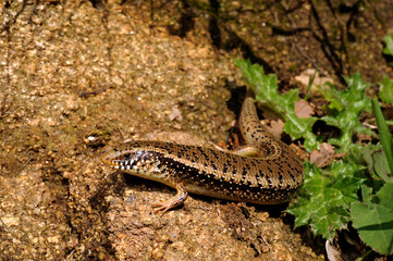 Fototapeta premium Ocellated skink // Gefleckter Walzenskink (Chalcides ocellatus tiligugu) - Sardinia, Italy