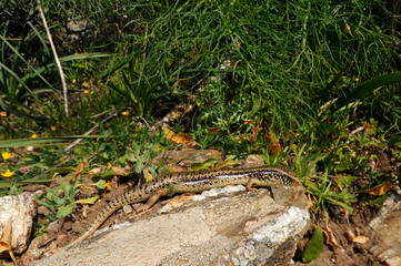 Ocellated skink // Gefleckter Walzenskink (Chalcides ocellatus tiligugu) - Sardinia, Italy