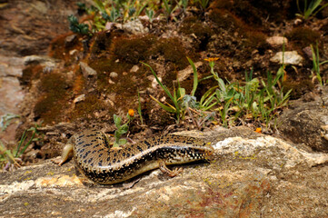 Gefleckter Walzenskink // Ocellated skink (Chalcides ocellatus tiligugu) - Sardinien, Italien