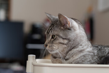 眠そうな猫　サバトラ猫
