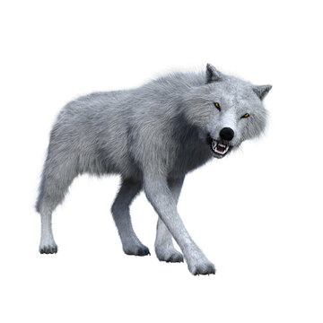 White wolf snarling aggressively. 3D illustration isolated on transparent background.