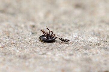 The ant drags the beetle to his anthill.