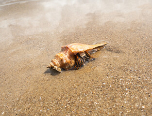 hermit crab on the sand of beach. High quality photo