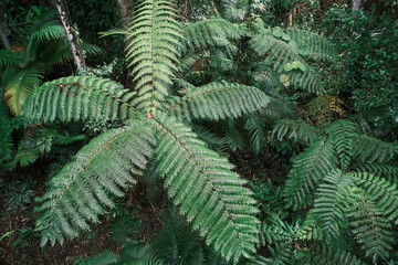 Beautiful image of palm trees, rainfores jungle in Daintree rainforest, from high angle, Queensland, Australia