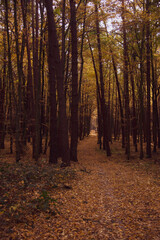 Autumn deciduous forest. Road in the autumn forest. Falling yellow leaves from trees. Seasons