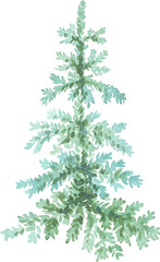 Spruce. Watercolor clipart. Hand-painted illustration