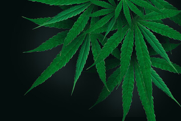 cannabis leaf plant marijuana plant close-up 