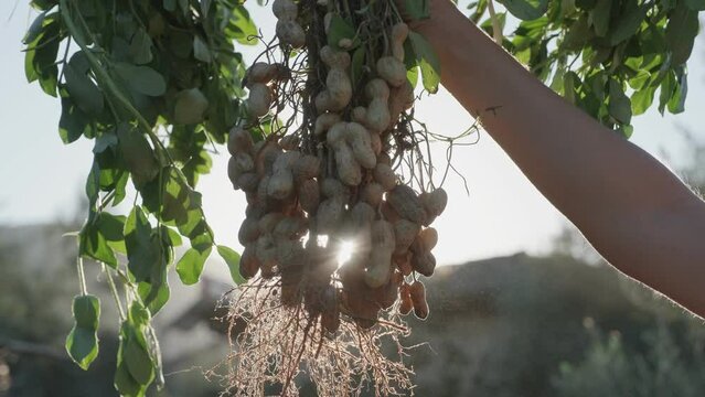 Holding peanut stem in the farmland. Farmer harvest peanut on agriculture plantation
