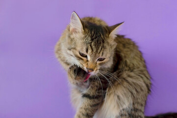 Portrait of a charming gray tabby cat in the background in the studio. Space for copying text. Isolated on a solid purple background. The concept of pets
