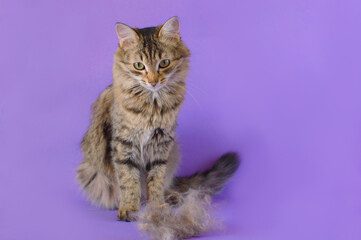 A lot of hair of a shedding cat (fluff) on an isolated purple background. Care for domestic pets